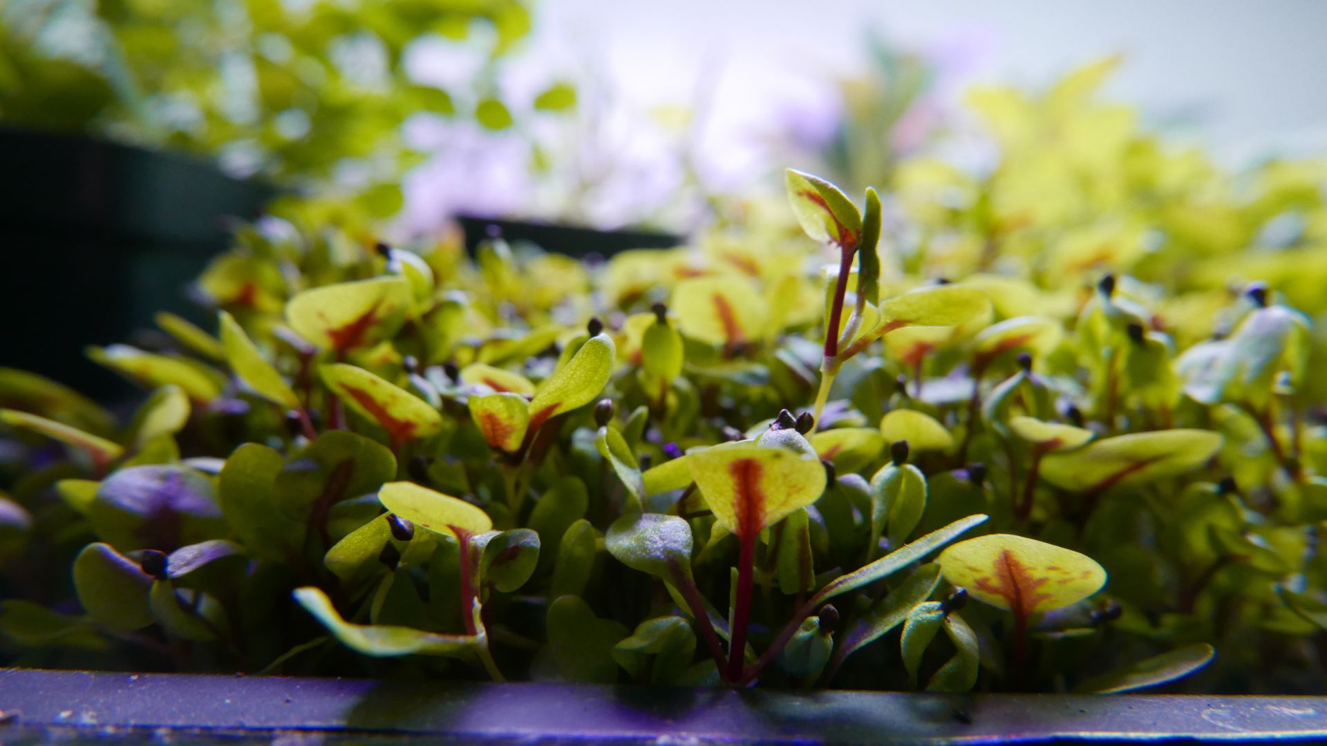 eternal bloom red veined sorrel.jpg